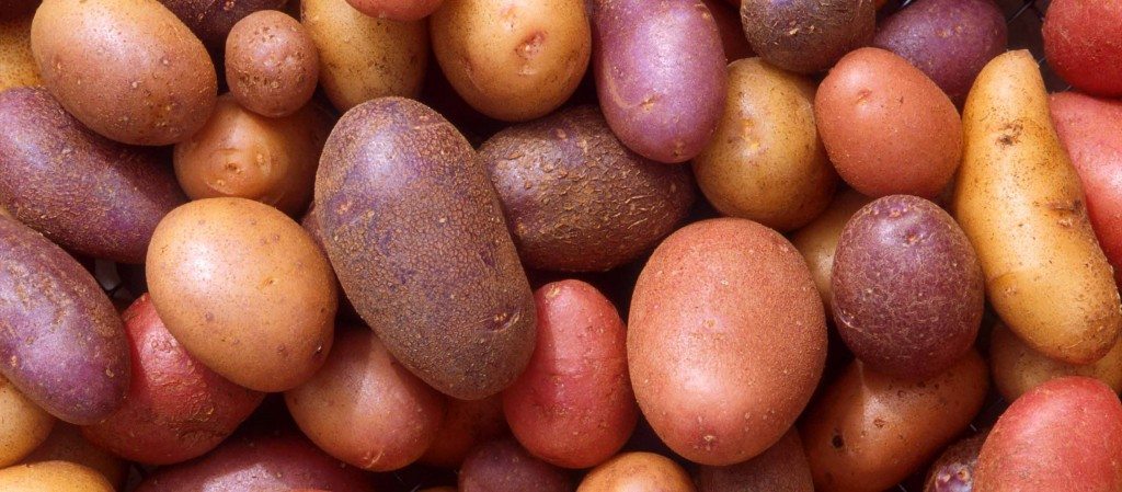 Patates-1024x449