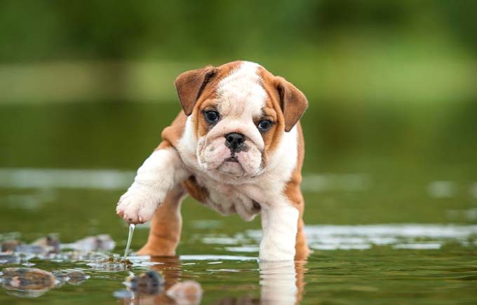 impossibly-cute-puppy-2