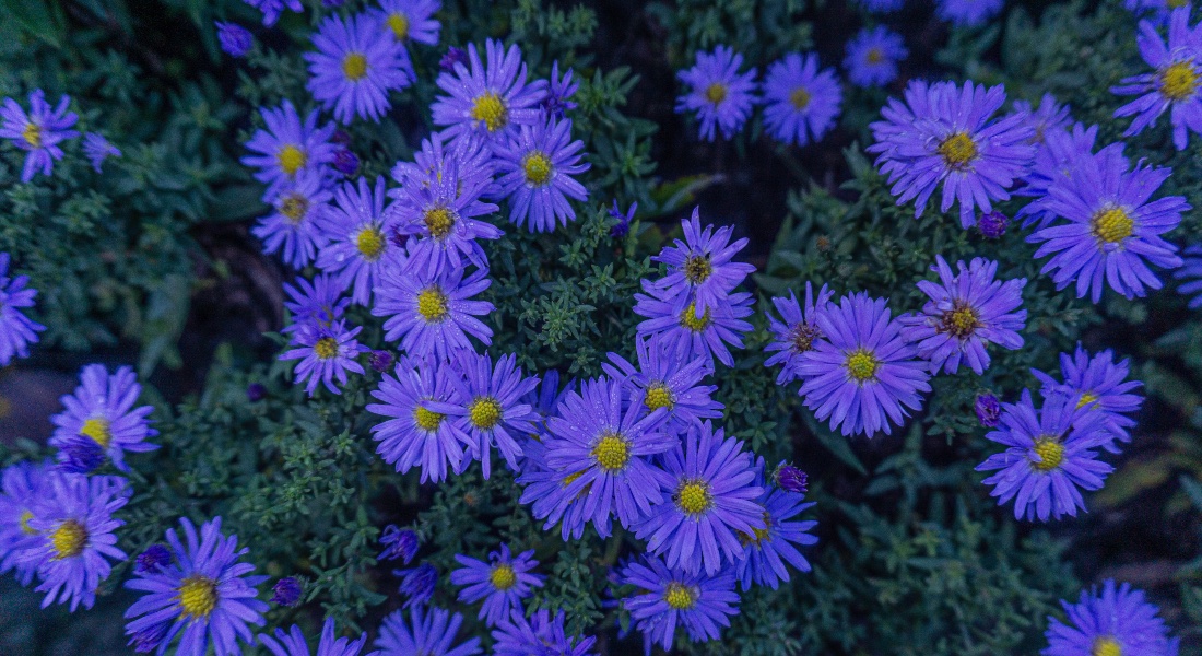 Rastlina astra