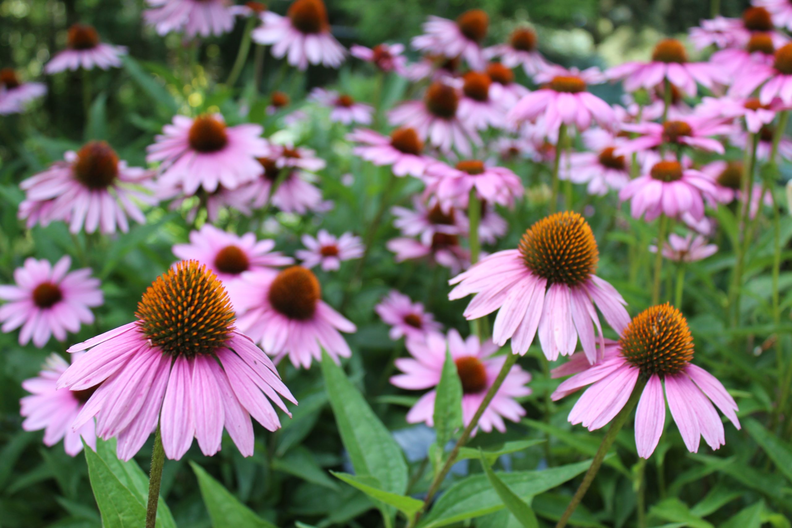 Rastlina echinacea