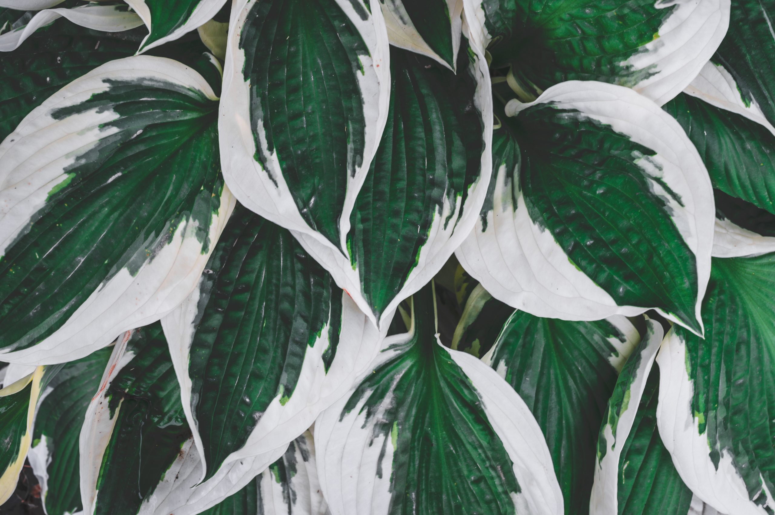 Rastlina hosta