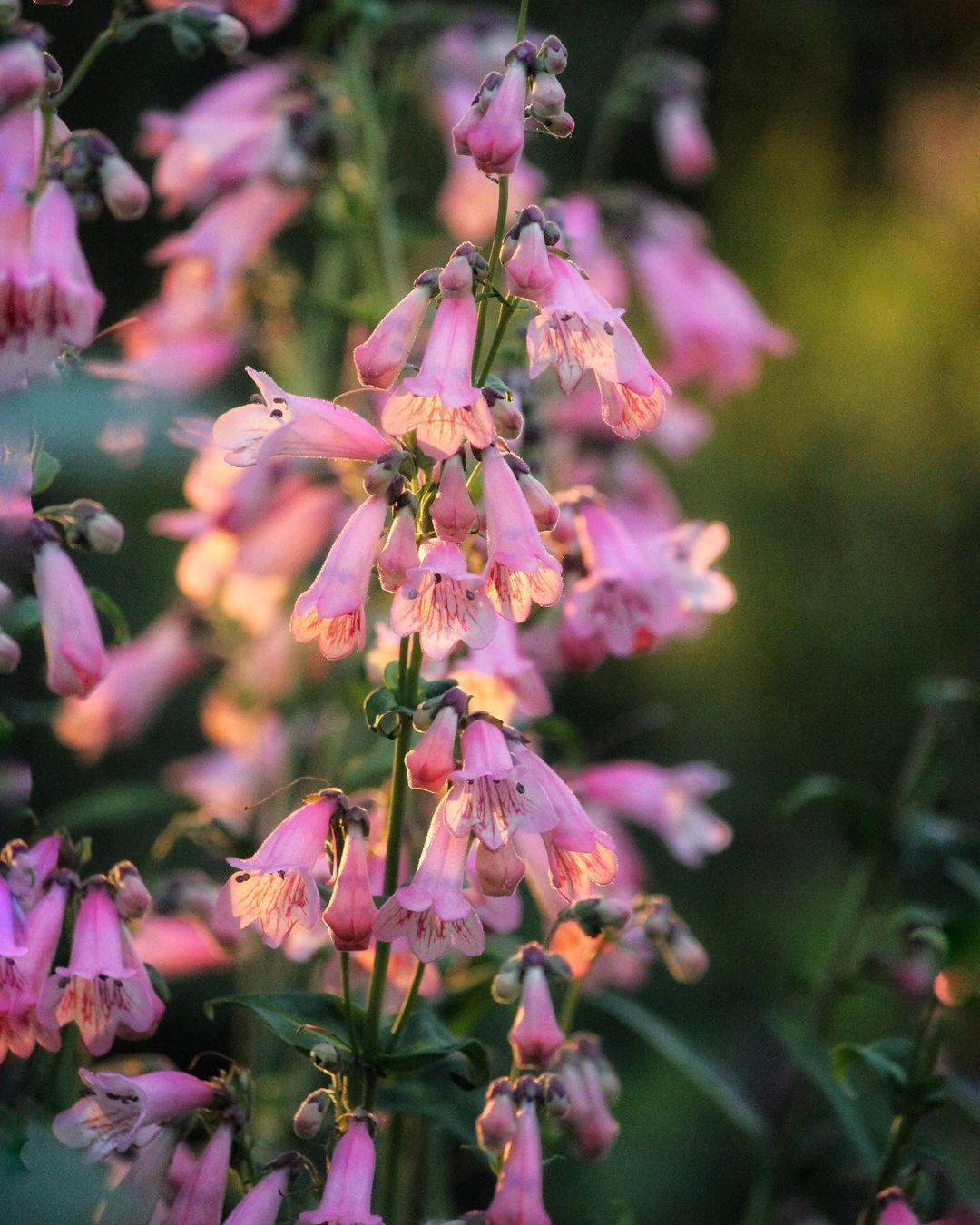 Rastlina penstemon