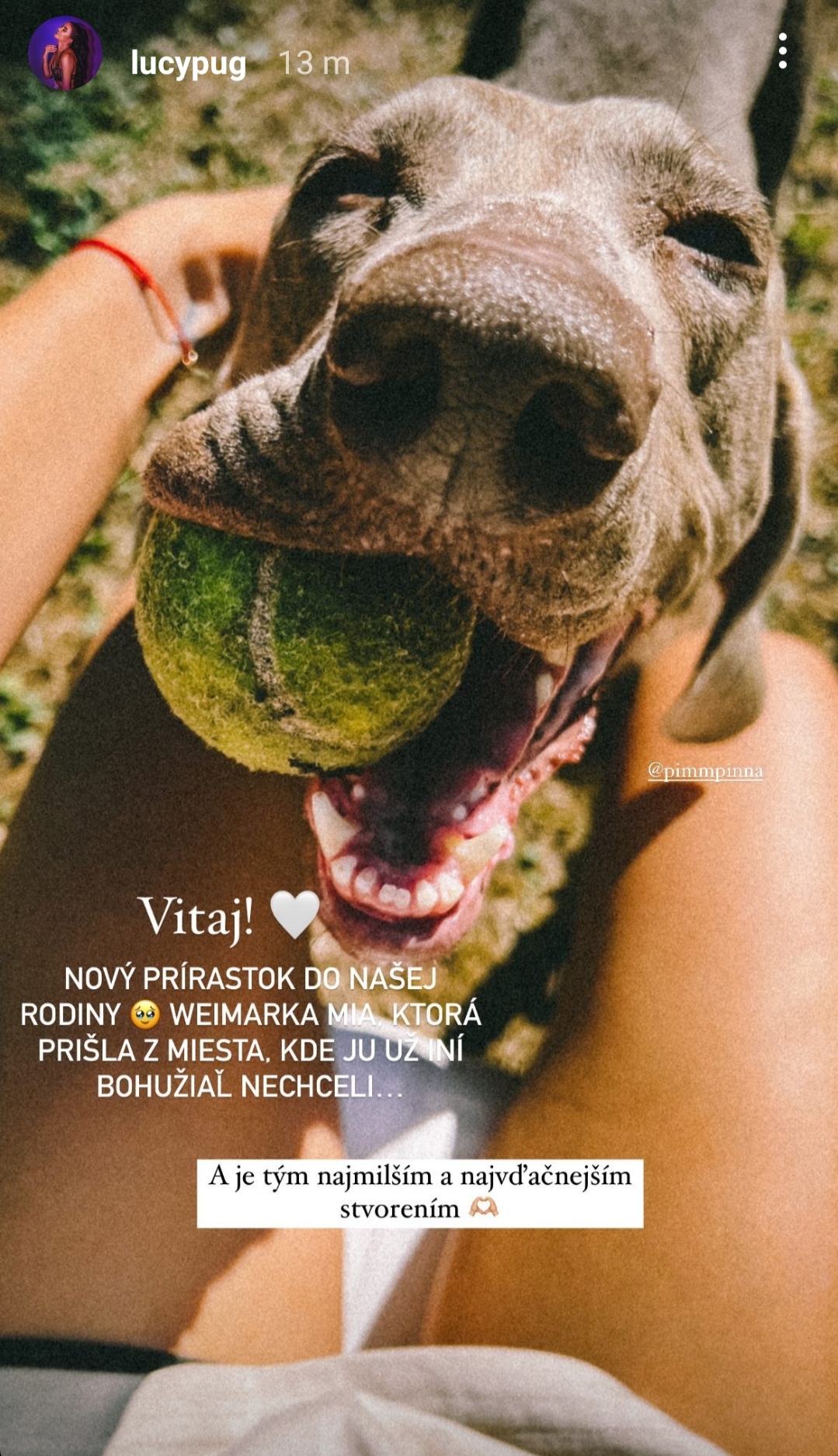 LucyPug má nového psa