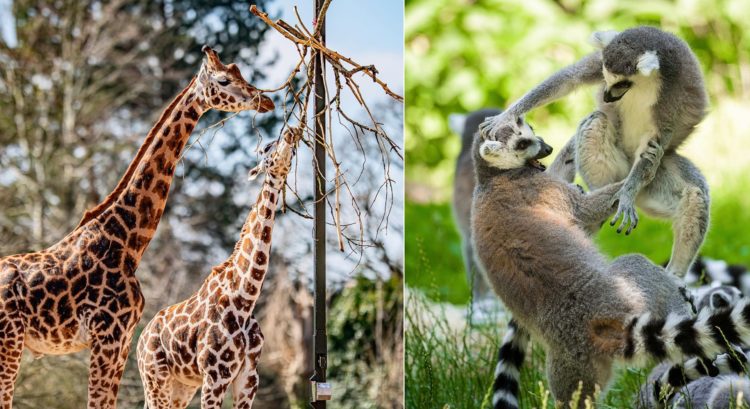 Najkrajšie zoo v Európe