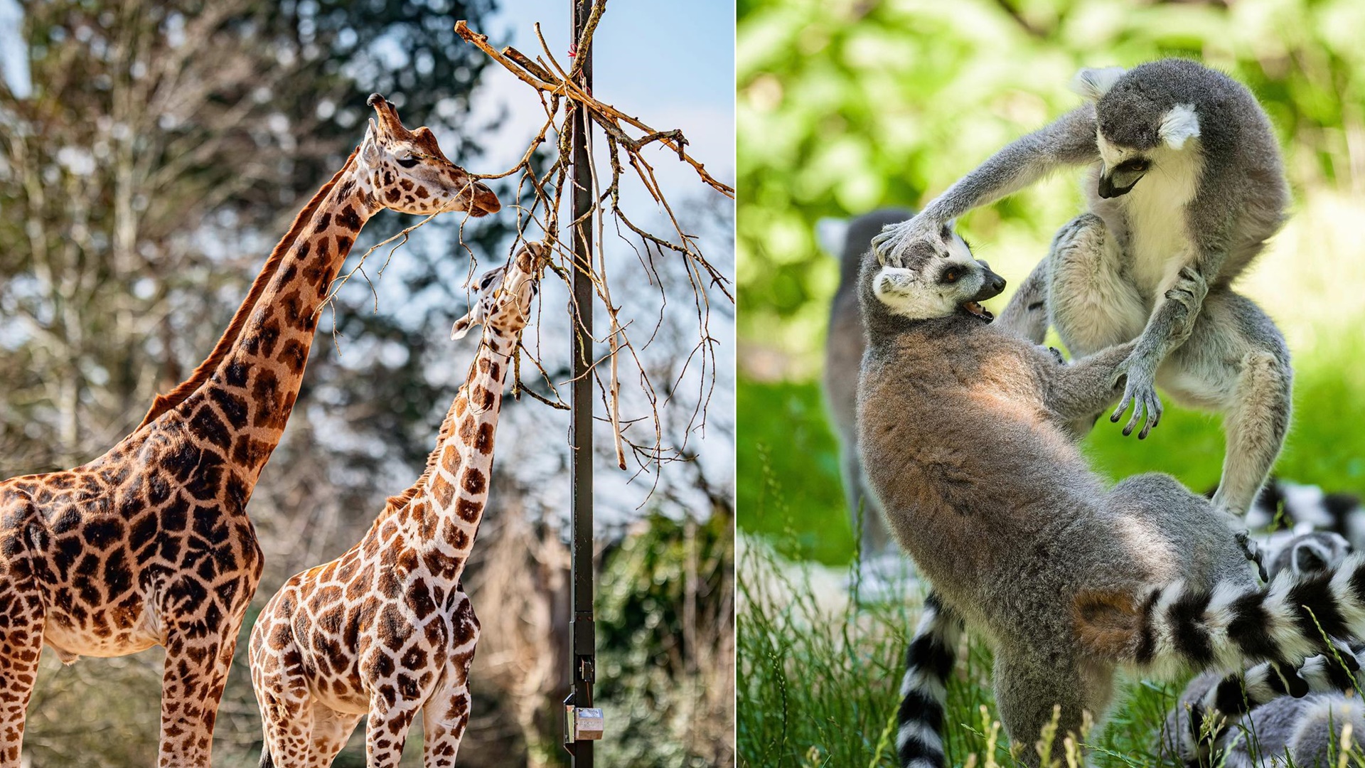 Najkrajšie zoo v Európe