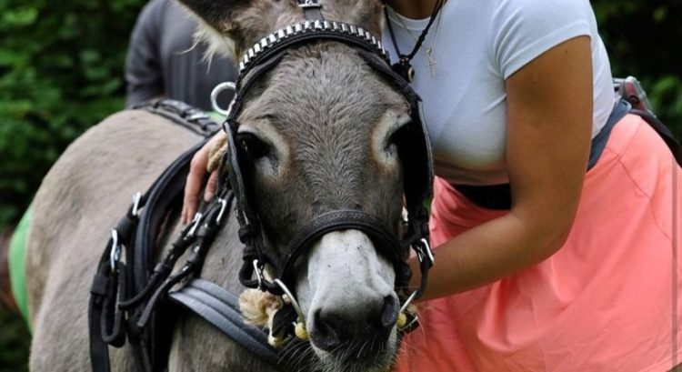 exfarmárka Stanka