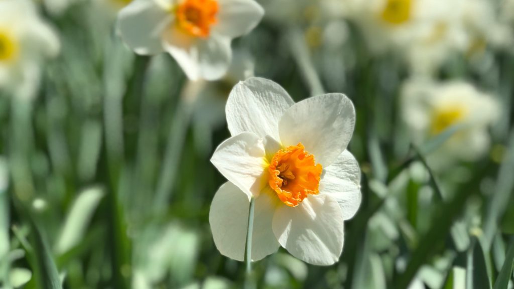 narcis