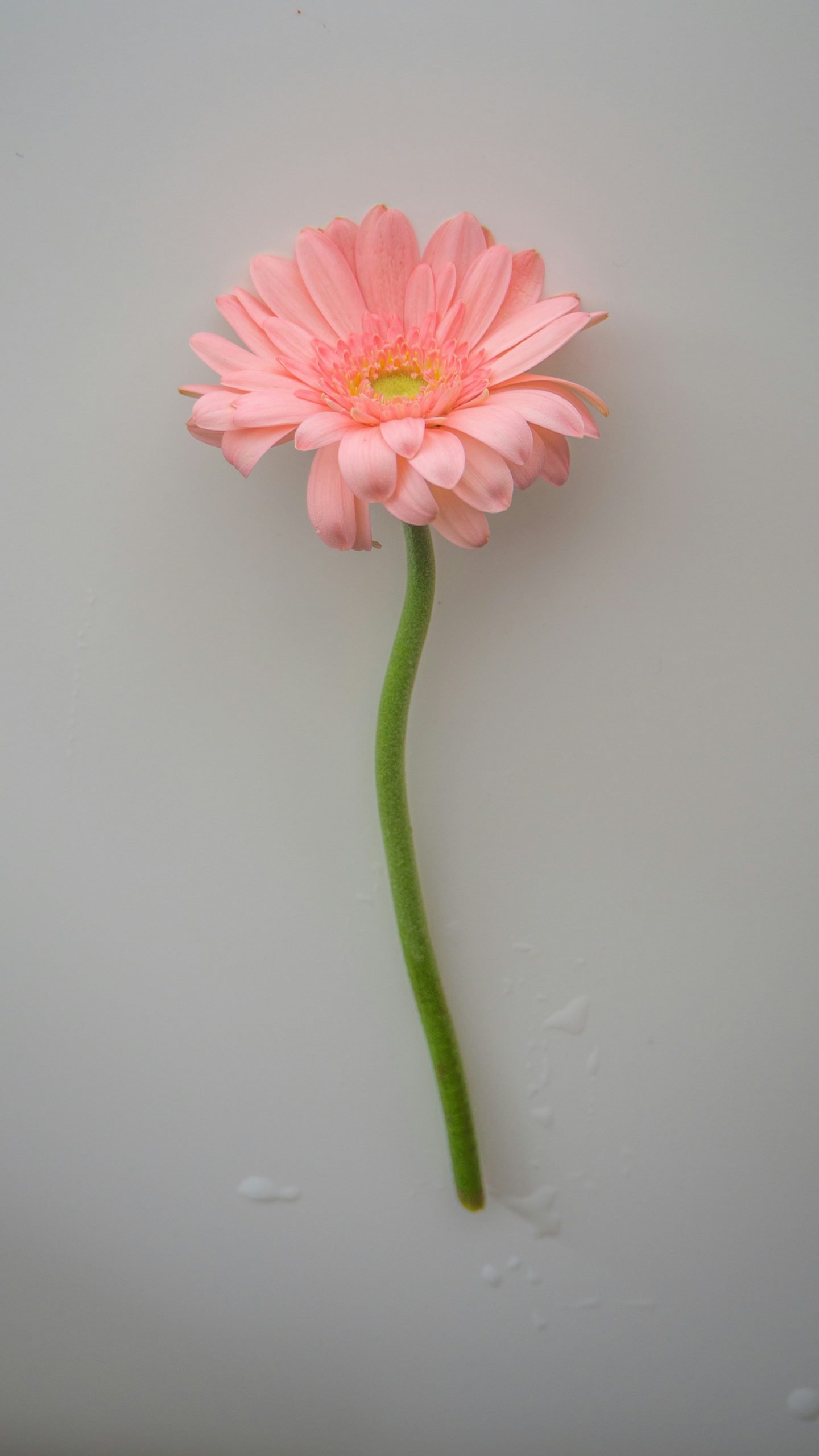 Gerbera