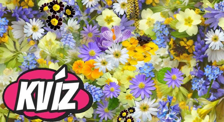 Vieš rozoznať populárne rastliny podľa vzhľadu? Priraď k obrázkom správne mená