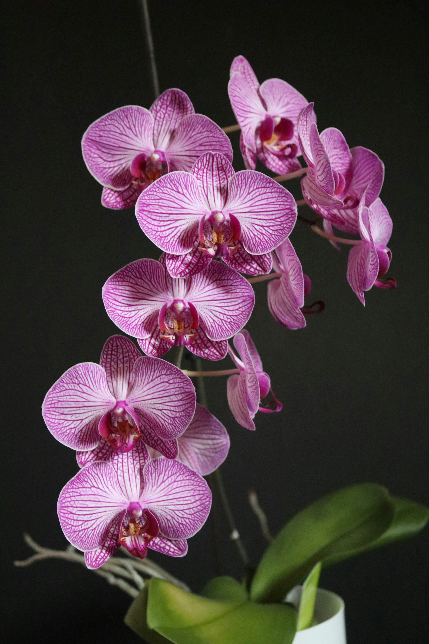 Orchidea