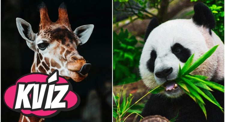 Kvíz z ríše zvierat: Dokážeš uhádnuť, ktoré sú pravdivé zaujímavosti