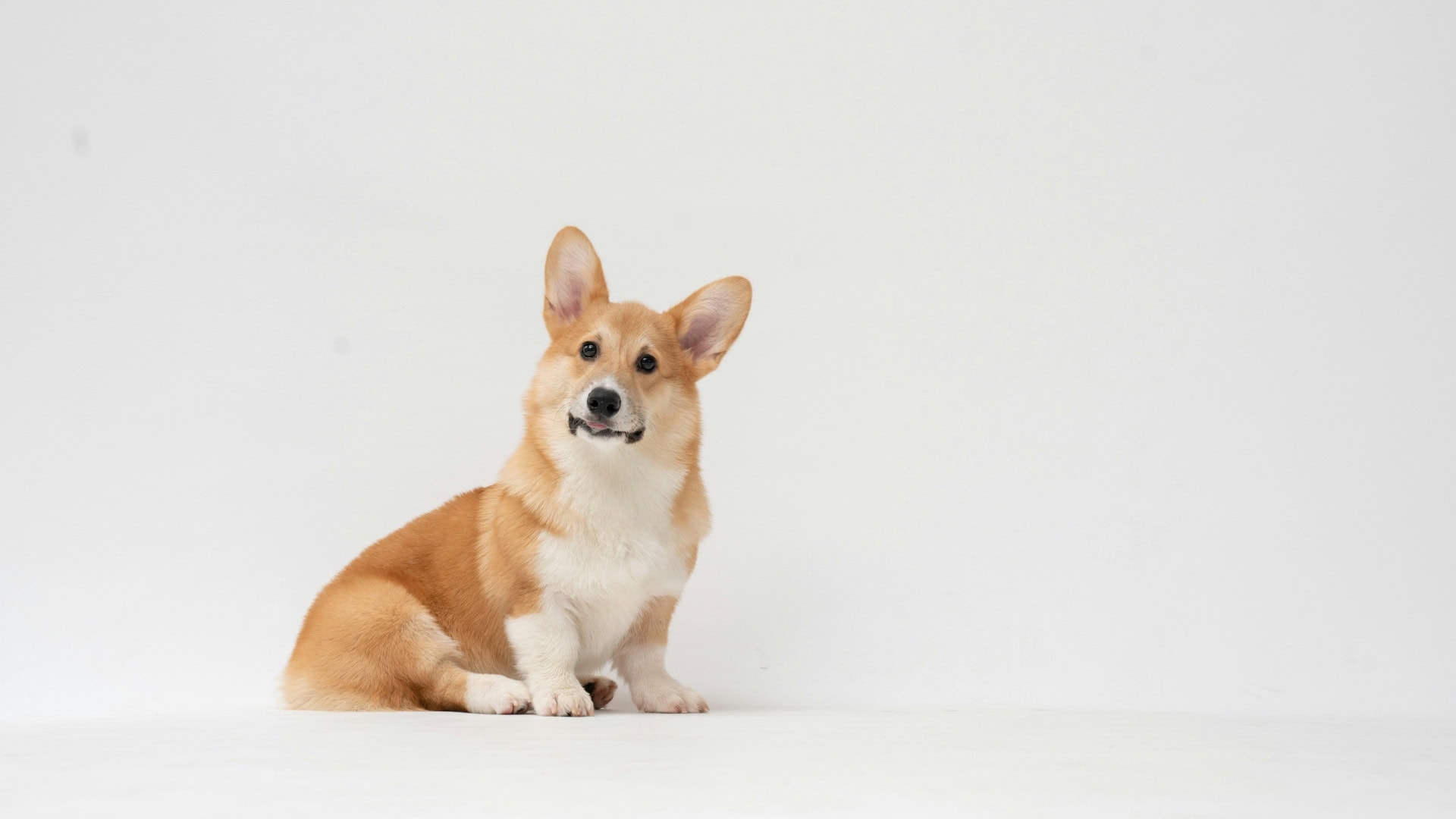 Corgi