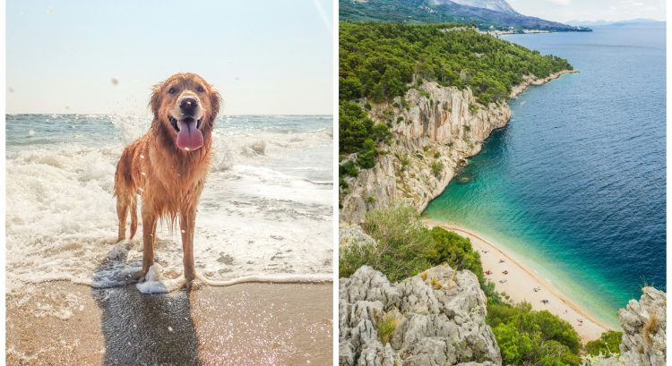 dog friendly pláže v chorvátsku