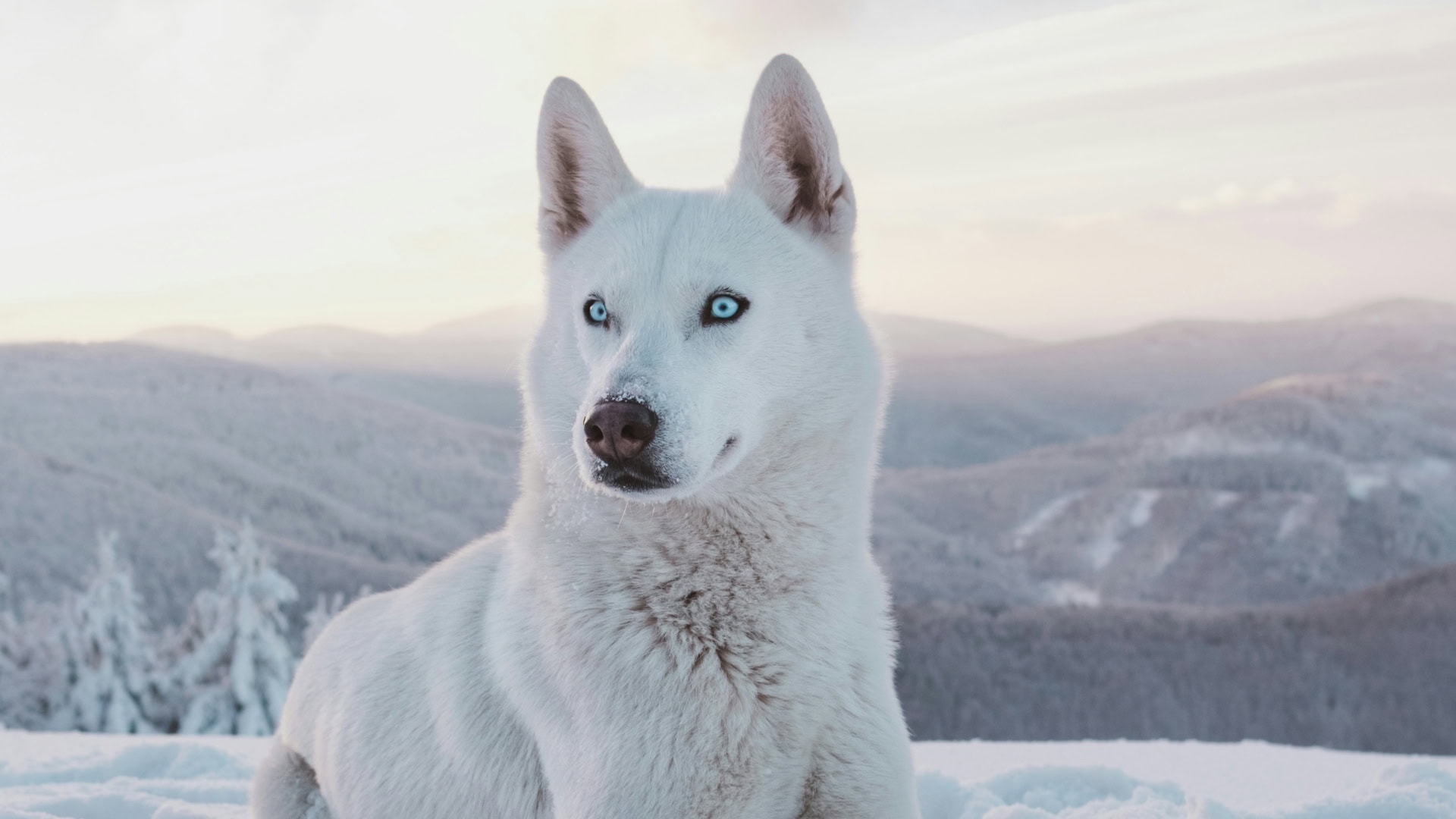 Sibírsky husky
