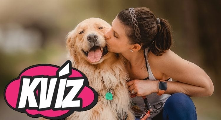 spoznaj plemeno psa len na základe fotky