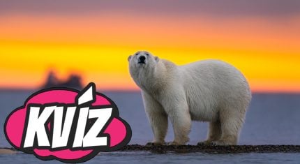 Kvíz zo sveta zvierat