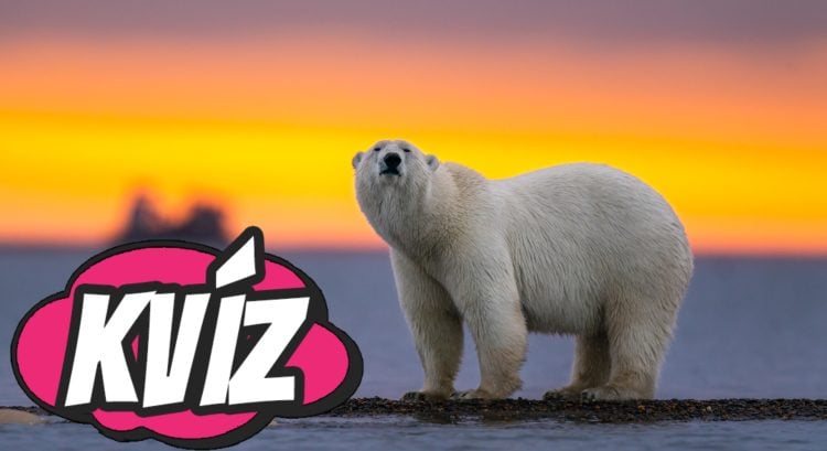 Kvíz zo sveta zvierat