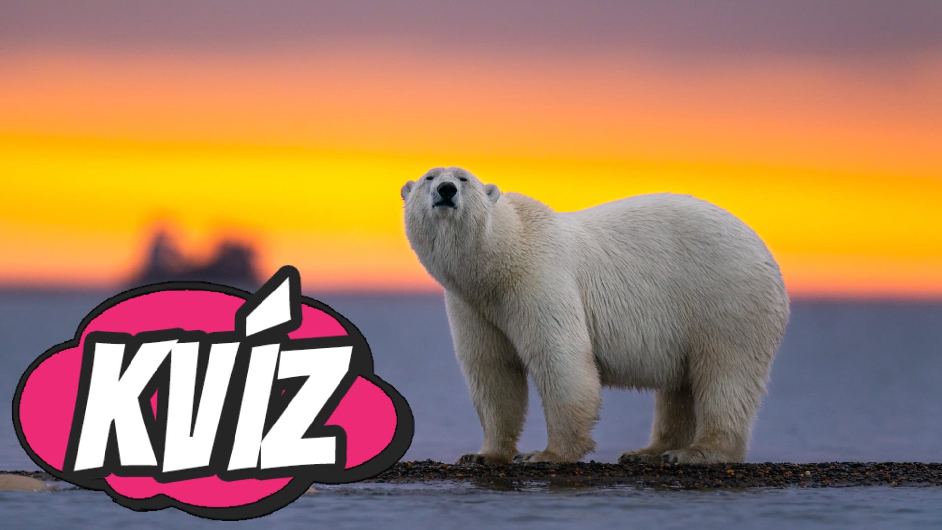 Kvíz zo sveta zvierat