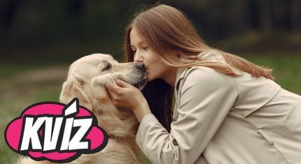 8 otázok, ktoré preveria tvoj psí inštinkt: Patríš medzi kynologických expertov, alebo len medzi nadšených amatérov?