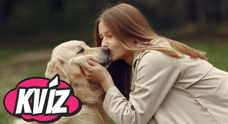 8 otázok, ktoré preveria tvoj psí inštinkt: Patríš medzi kynologických expertov, alebo len medzi nadšených amatérov?