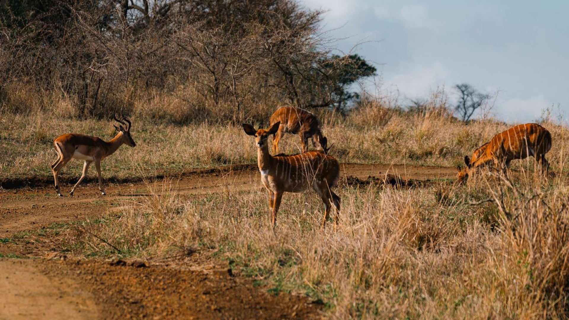 Afrika safari