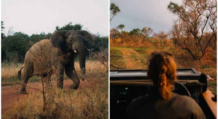 Afrika Safari