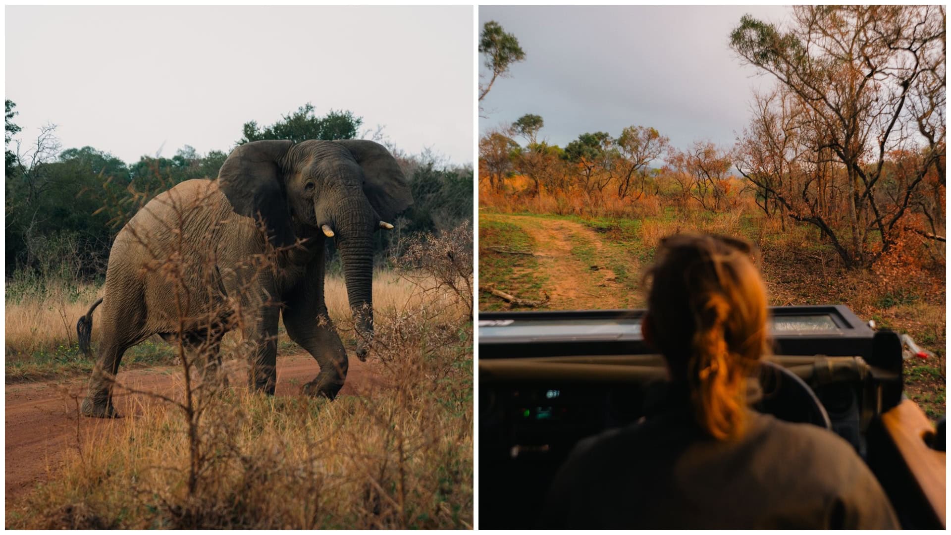 Afrika Safari